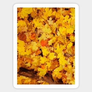 Fall leaves Sticker